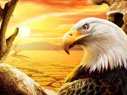 Eagle Wallpaper Eagle Pictures Eagle Wallpaper Eagle Images