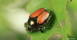 Dilute it 50/50 with water to spray on sunburns, or use a cotton ball to dab on acne. How Do You Get Rid Of Japanese Beetles On Knockout Roses