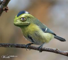 Bird That Sounds Like A Monkey Chimaera 7 Worth1000 Contests Photoshopped Animals Weird Animals Animal Photo Manipulation