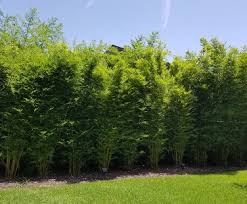 If height is a factor in choosing a bamboo, then this is the one for you. Gallery Bamboo Your Privacy