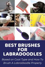 Nov 17, 2020 · the labradoodle typically has shorter hair that is wavy and wiry. The Ultimate Labradoodle Brush Guide The Best Brush For Labradoodle