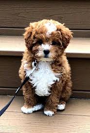 Coloring For Toy Poodle Lovely Pin On Cute Animals Bear Dog Breed Cute Baby Animals Cute Dogs Breeds