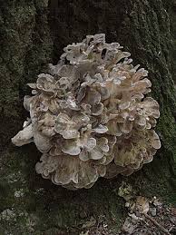 Hen Of The Woods Grifola Frondosa Approximately 40 Lbs Fungi Stuffed Mushrooms Wild Mushrooms Fungi