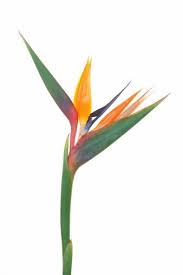 Birds Of Prey Flower Pin By The Shiny Squirrel On Tropical Bird Of Paradise Tattoo Birds Of Paradise Flower Paradise Tattoo