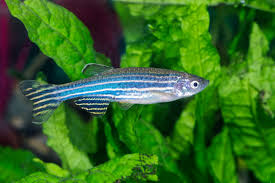 Much to his family's objections. Zebra Danio The Care Feeding And Breeding Of Zebra Danio Fish Aquarium Tidings
