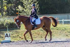 Is It Time For Your Horse To Retire The Horse