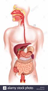 digestive system diagram stock photos digestive system