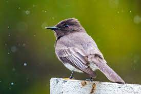 Small black bird with white belly. Black Phoebe Wikipedia