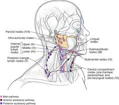 Anatomy of neck lymph nodes. Surgical Anatomy Of The Lymphatic Drainage Of The Salivary Glands A Systematic Review The Journal Of Laryngology Otology Cambridge Core