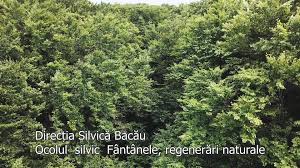 Potrivit federaţiei sindicatelor din silvicultură silva, şase pădurari au fost omorâţi, iar peste. Regia Nationala A Padurilor Romsilva ScurtÄƒ Prezentare A Rezultatelor Muncii Colegilor NoÈ™tri De La Ocolul Silvic Fantanele Din Cadrul DirecÈ›iei Silvice BacÄƒu Facebook