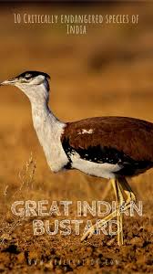 10 Critically Endangered Species Of India Pracreation Critically Endangered Species Endangered Species Wildlife Facts