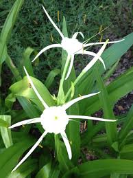 On the street of and street number is. Garden Sense Cannas Are Old Fashioned Plants With New Possibilities Theeagle Com