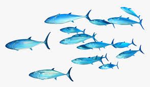 download free fish png transparent images transparent swimming fishes transparent background png download kindpng download free fish png transparent