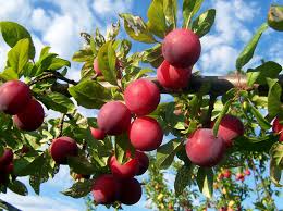 Image result for Prunus domestica