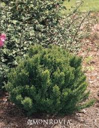 Dwarf Myrtle Monrovia Dwarf Myrtle Low Water Plants Plant Catalogs Planting Shrubs