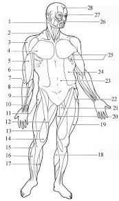 Some of the worksheets for this concept are name your muscles, healthy muscles matter, students work, human body, teachers guide bones muscles and joints grades 3 to 5, human body series bones muscles and joints, 6th grade health lesson 2 muscular system, chapter one introduction. Google Image Result For Http Crescentok Com Staff Jaskew Isr Anatomy Anatomy2 Anatomy Muscles 001 Muscle Diagram Human Anatomy And Physiology Muscle Anatomy