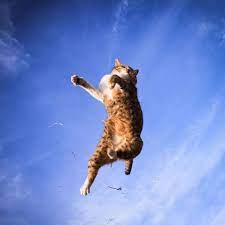 If Cats Fall From The Sky I Ll Be Sure To Run Away Don T Want Those Claws Ripping Me Apart Plus They Re Great At Heights Jumping Cat Ninja Cats Cats