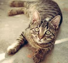 Here, a san diego, ca vet lists a few things to add to your resolutions! Top 10 Cat Names In San Diego County San Diego Ca Patch