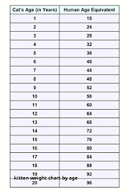 cat weight chart by age kg all about foto cute cat