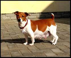 Pregnant Jack Russell Online Shopping