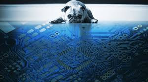 This bissell pet stain eraser review talks about all the aspects of it explaining why it's the best choice. Scam Alert Fake Online Puppy Sales Target Companion Seekers