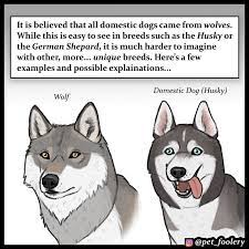 Artist Imagines The Origins Of Unique Dog Breeds And They Re Ridiculously Hilarious Bored Panda