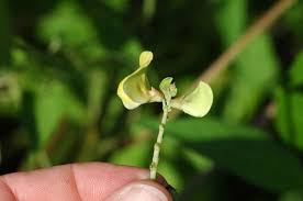 Image result for Vigna luteola