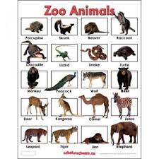 animals lessons tes teach