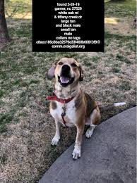 Founddog 3 24 19 Garner Nc 27529 White Oak Rd Tiffany Creek Dr Large Blackandtan Male Small Tan Male Whiteches Losing A Dog Black And Tan Find Pets