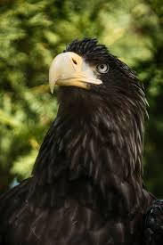 Golden Eagle Face And Beak In 2020 Eagle Face Animal Pictures Animals