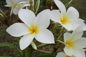 Uncle robbie plumeria cutting, maui plumeria gardens. Plumeria Collections Maui Plumeria Gardens In 2021 Tropical Flower Plants Plumeria Frangipani