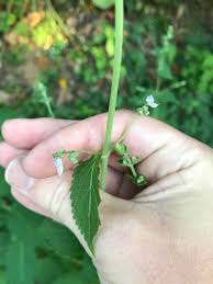 Image result for Isodon