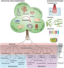 The latest tweets from kasper junker (@junker_kasper). Hierarchical Design Of Tissue Regenerative Constructs Rose 2018 Advanced Healthcare Materials Wiley Online Library