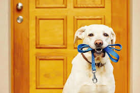 How Soon Can I Walk My Dog After Neutering The Projected Timeline Dogdorable
