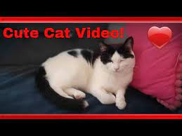 simba the black and white cat youtube cats cute cat gif funny cat videos