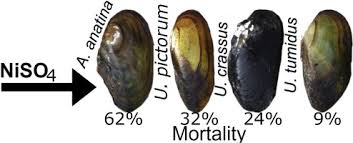 Unio decentralized travel industry blockchian ecosystem. Niso4 Spill Inflicts Varying Mortality Between Four Freshwater Mussel Species Including Protected Unio Crassus Philipsson 1788 In A Western Finnish River Sciencedirect