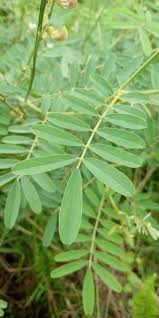 Image result for Tephrosia noctiflora