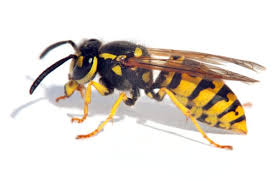 If the wasp is not flying but is instead on the ground and walking on your floor, you can use a vacuum cleaner or a broom to get it off the floor and out of your house. How To Get Rid Of Wasps Step By Step Mymove