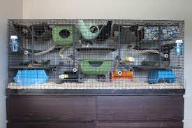 Diy Rat Cage Pet Rodents Rat Cage Pet Rats