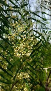 Image result for Schinus molle