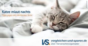 Die katze sucht sich in dieser lage bewusst das bett ihres menschen aus, um pipi zu machen. Katze Miaut Nachts Tipps Gegen Den Nachtlichen Terror Vs