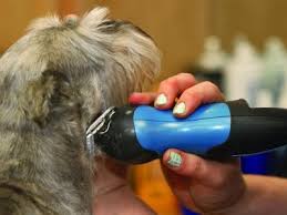 Bubbles dog grooming & spa. Top 5 Best Dog Groomers In Pomona Ca Angi