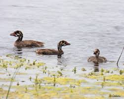 Passport america offers over 1450 quality discount campgrounds in the united states, canada, and mexico. Where S Mommy Pied Billed Grebe Pioneer Rv Park Port Flickr