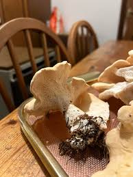 Image result for Dentinum repandum