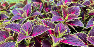 Image result for Coleus foliatus