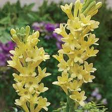 Tuberose Polianthes Tuberosa Yellow Baby Bulb Flowers Planting Bulbs Showy Flowers
