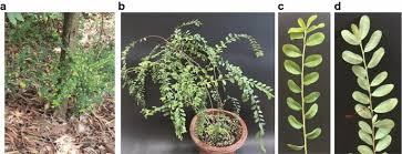 Image result for Phyllanthus glaucophyllus