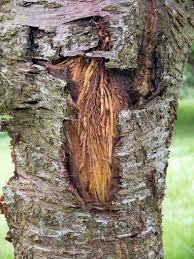 Check out our tree bark selection for the very best in unique or custom, handmade pieces from our shops. Worm Like Strands Under Burst Bark Flowering Cherry Bbc Gardeners World Magazine