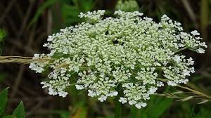 Image result for Pimpinella