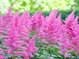 Astilbe is a genus of 18 species of rhizomatous flowering plants, within the family saxifragaceae, native to mountain ravines and woodland in asia and north america. Astilbe Plant Information How To Grow And Care For Astilbe Flowers